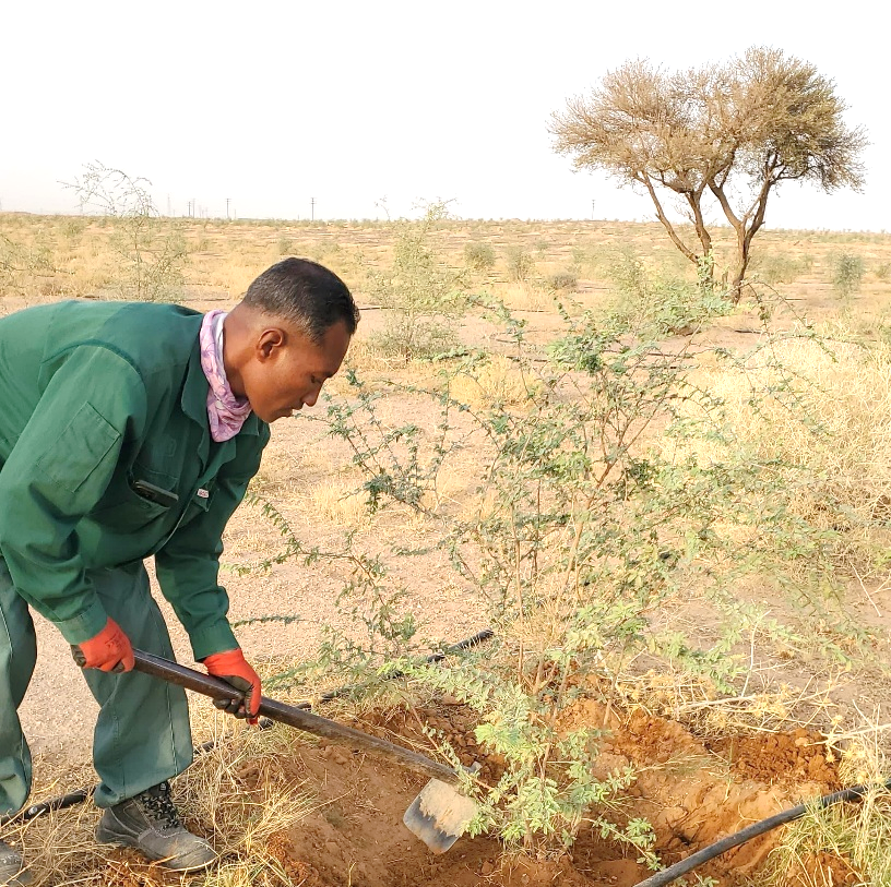 DNC field specialist caring for vegetation in a forest landscape